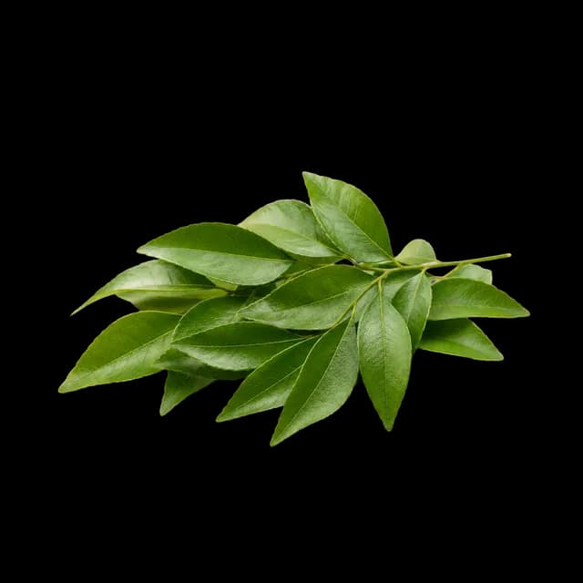 Fresh green curry leaves